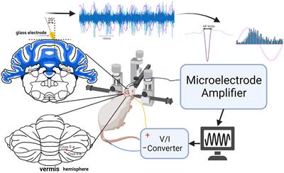 Transsynaptic entrainment of cerebellar nuclear cells by alternating currents in a frequency dependent manner